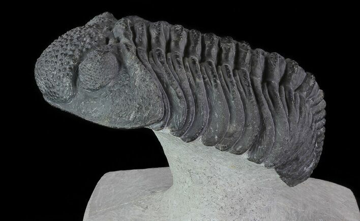 Drotops Trilobite - Excellent Faceted Eyes #76411